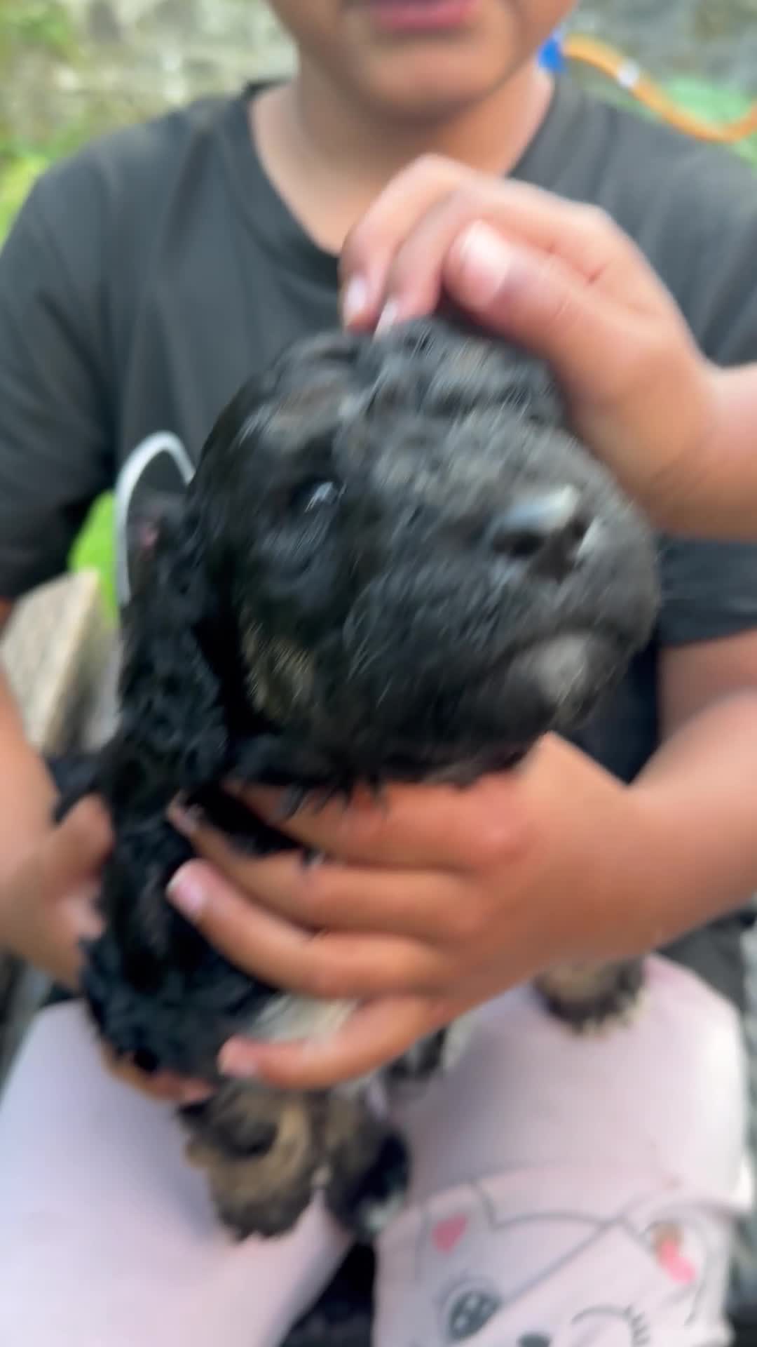 Labradoodle dogs for sale: Beautiful unique phantom/parti labradoodles - Video 2