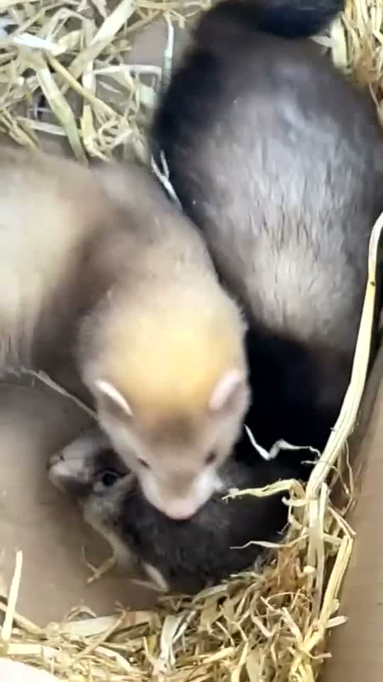 Ferret rodents for sale: Ferret - Video 1