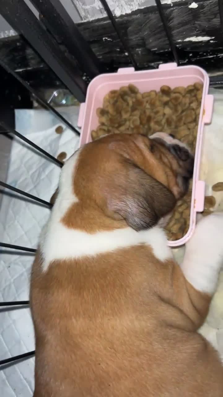 Mixed Breed dogs for sale: French mastiff x American bull dog  - Video 1