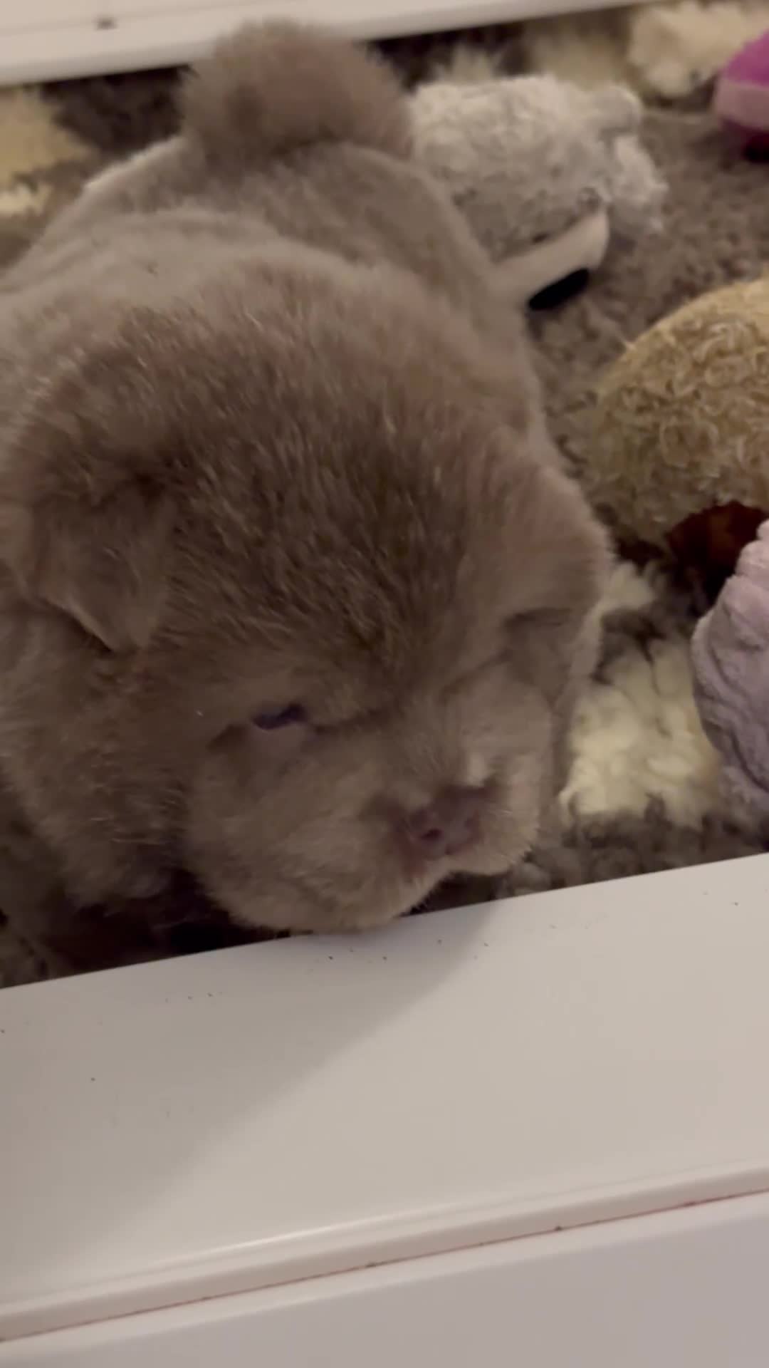 Chow Chow dogs for sale: Outstanding Baby Bears - Video 4