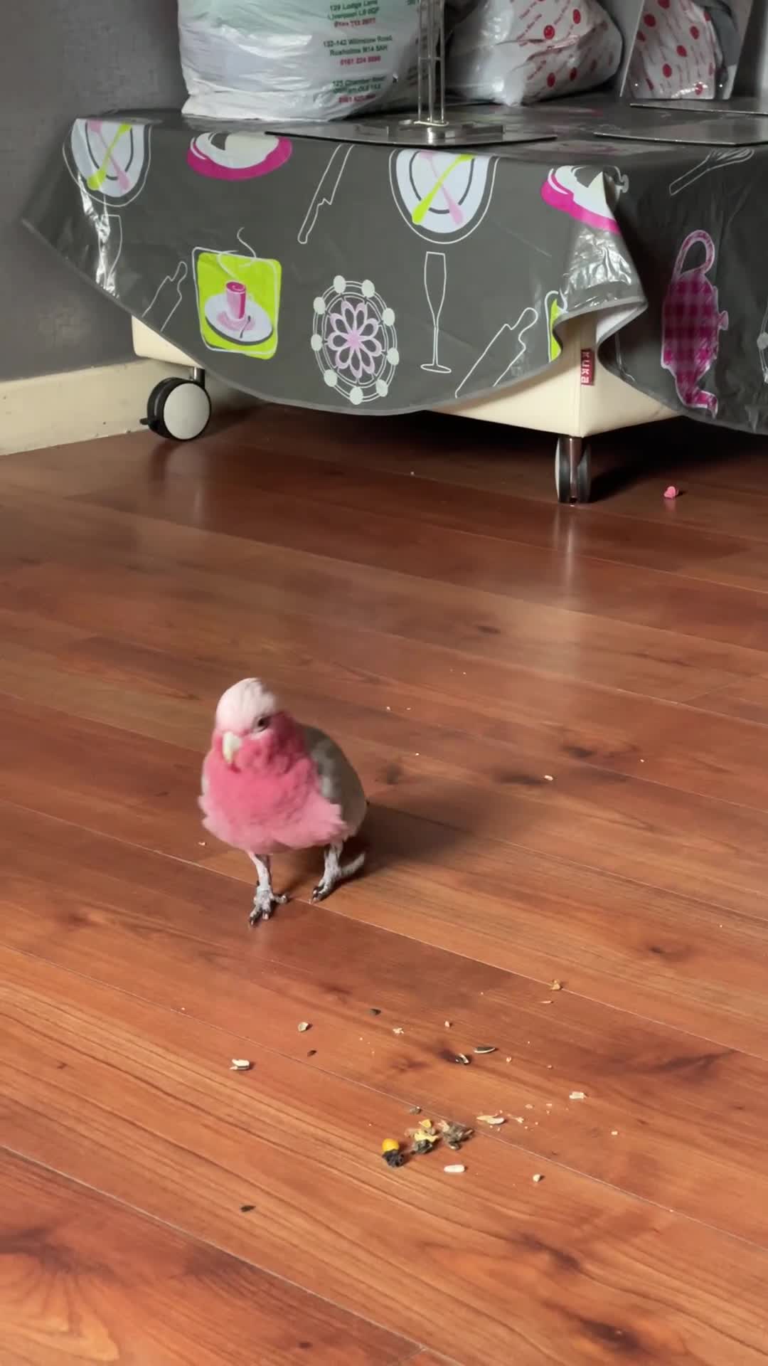 Parrots birds for sale: Gorgeous Gallah  in Halifax - Video 2