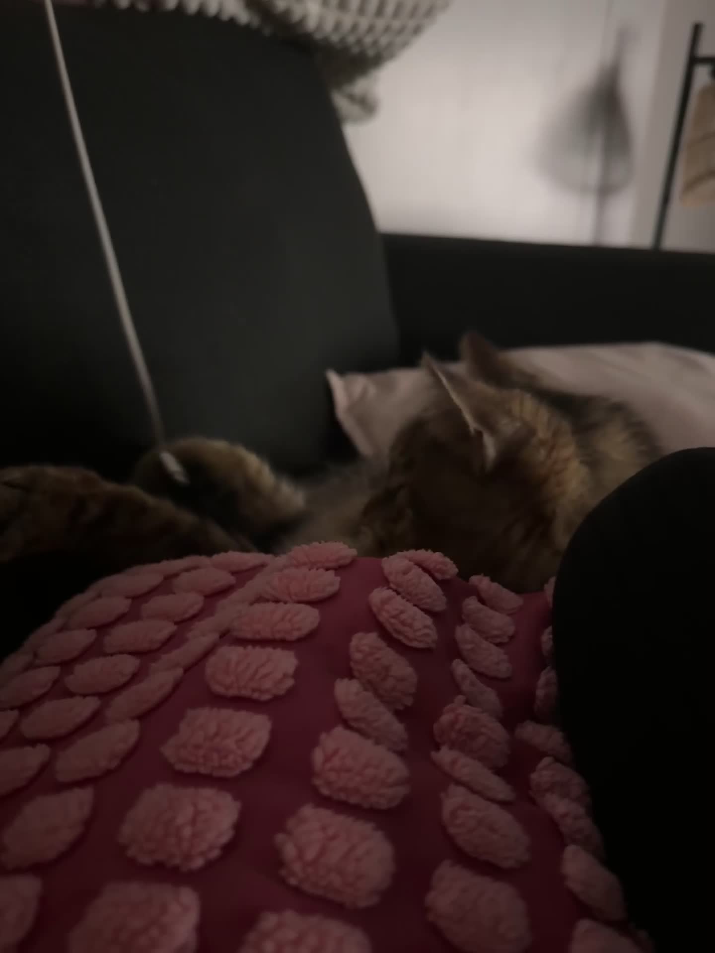 Mixed Breed cats for sale: Loving family male cat looking for forever home - Video 2