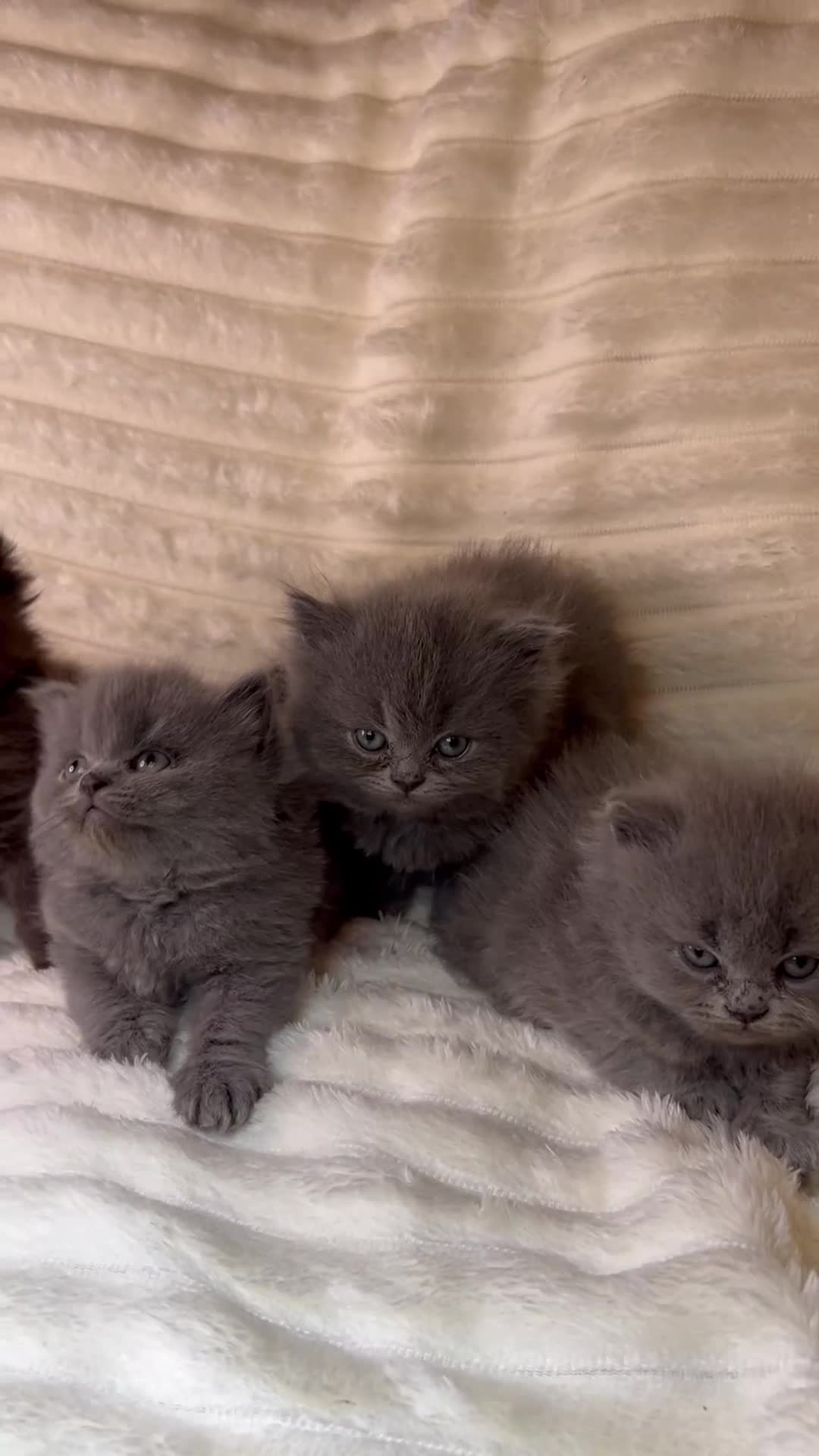 British Longhair cats for sale: British Long/Short Hair Adorable Kittens - Video 3