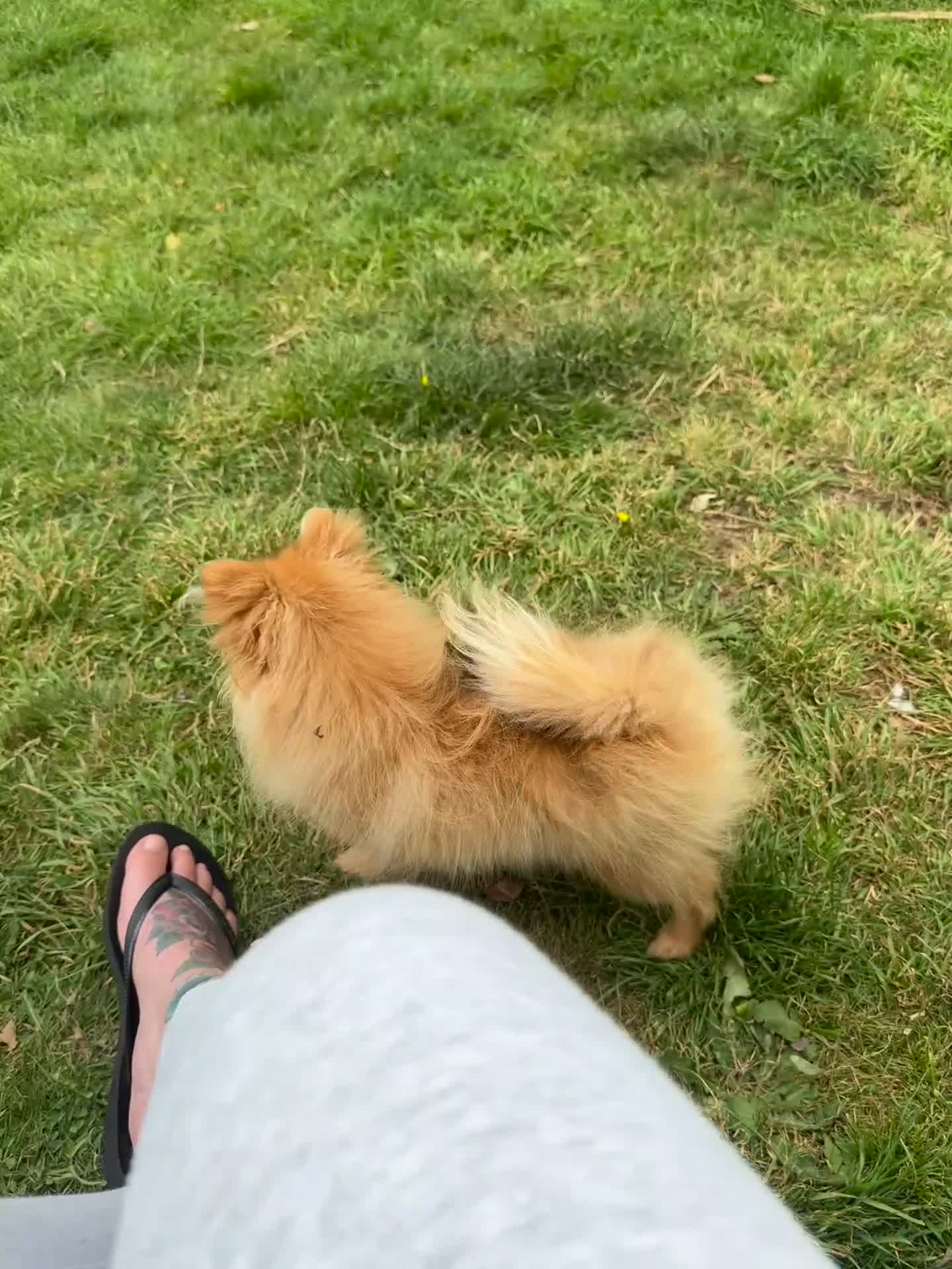 Pomeranian dogs for sale: Biscoff  - Video 3