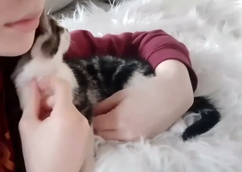 Mixed Breed cats for sale: Lovable little Moggy - Video 1