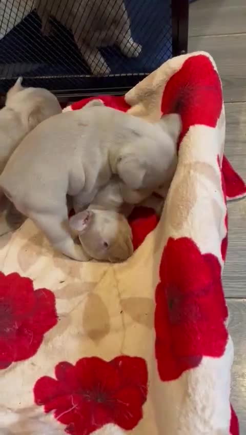 French Bulldog dogs for sale: 3 boys 2 girls in London - Video 1
