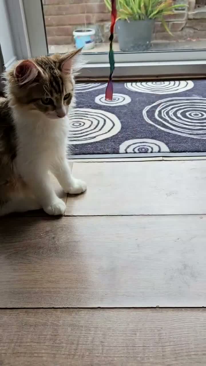 Siberian cats for sale: Gorgeous Siberian kitten waiting for you🌞. - Video 2