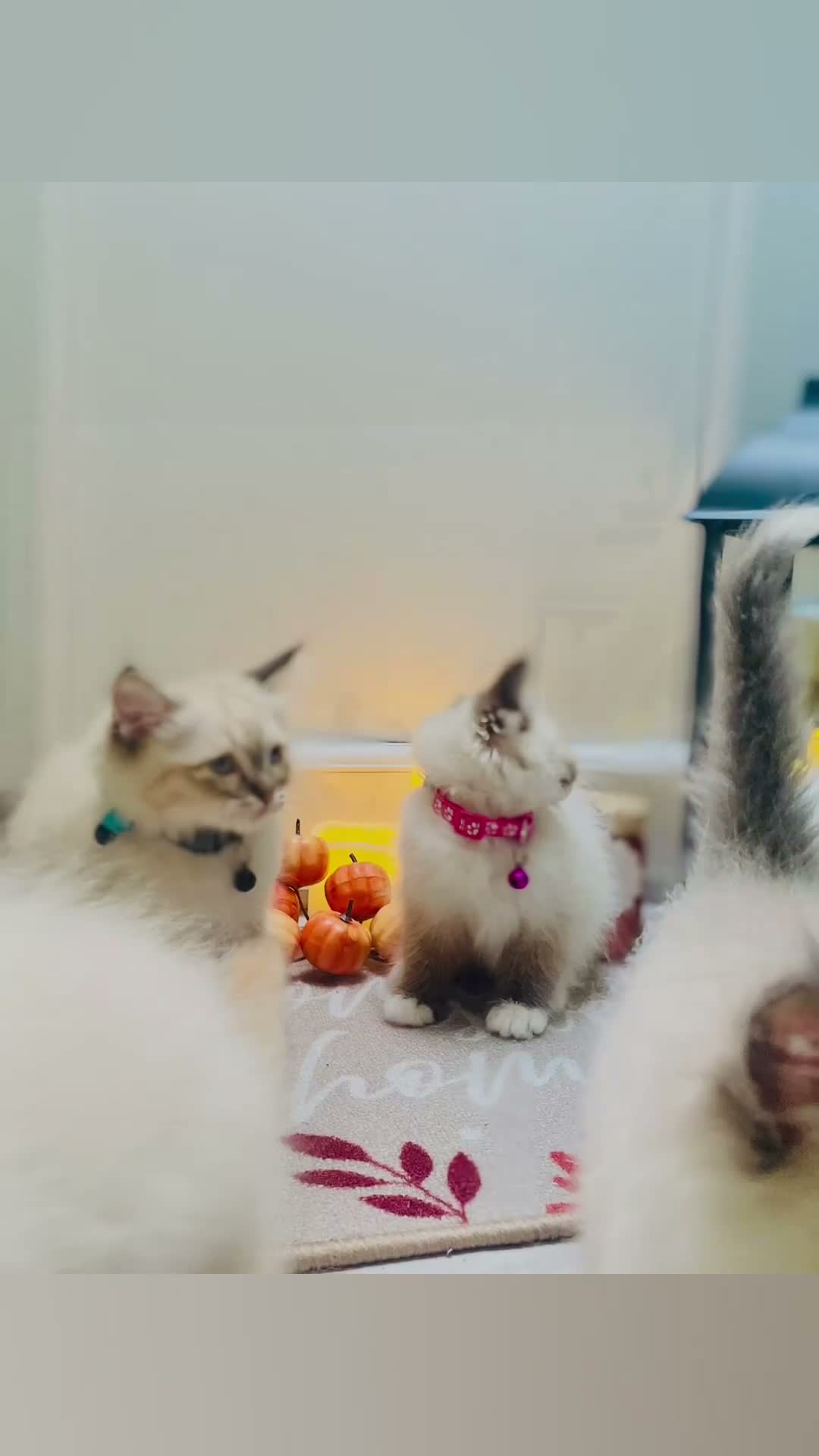 Ragdoll cats for sale: Pedigree ragdolls with docs and certificates - Video 1