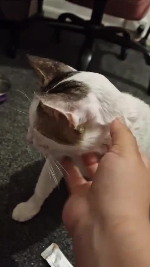 Mixed Breed cats for adoption: 3 year old Indoor Cuddle Buddy  - Video 1