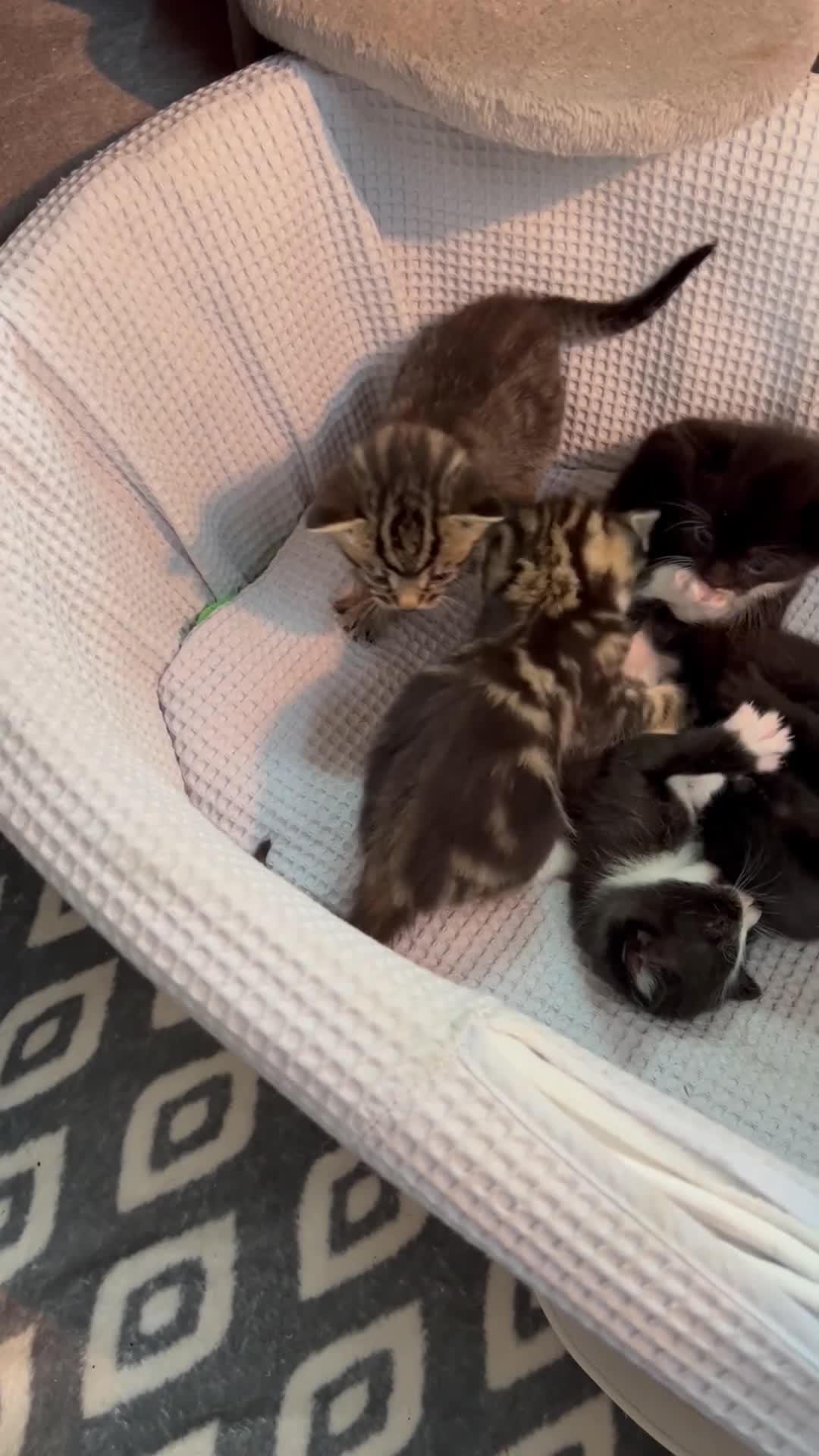 Mixed Breed cats for sale: Kittens for sale - 5 - Mixed breed - Video 1