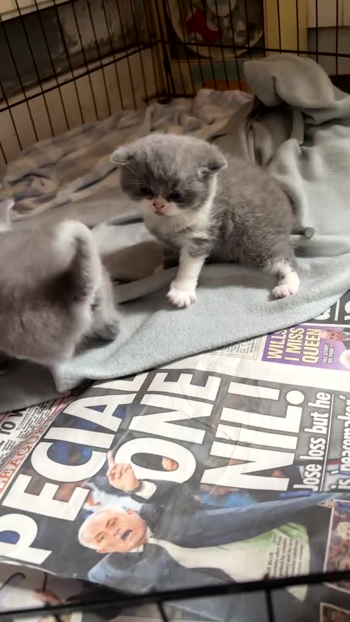 British Shorthair cats for sale: British blue boy for sale  in Shipley - Video 1