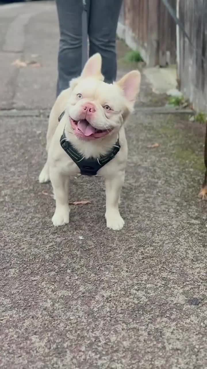 French Bulldog dogs for stud: JUNIOR FLUFFY DOUBLE CHOC MERLE WRAPPED IN CREAM  - Video 1