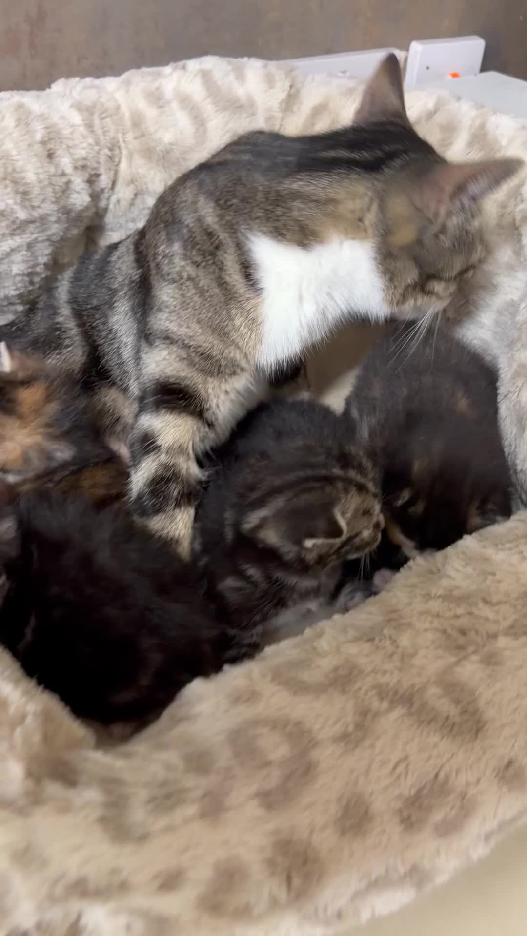 British Shorthair cats for sale: Adorable Kittens, Will be Ready from 22 December! - Video 3