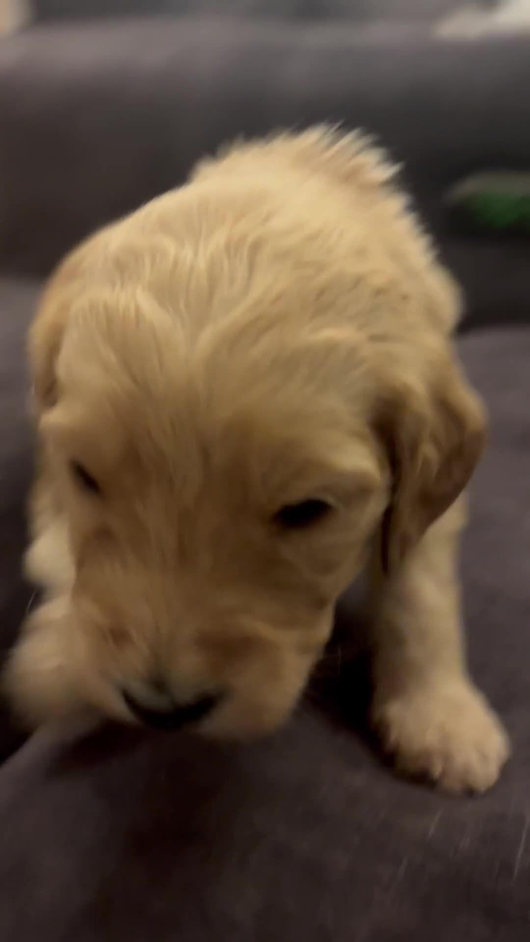 Double Doodle dogs for sale: 10 beautiful double doodles born on 24/08/2025 - Video 3