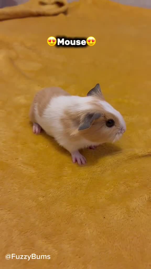 Guinea Pig rodents for sale: Available now gorgeous babies  - Video 4