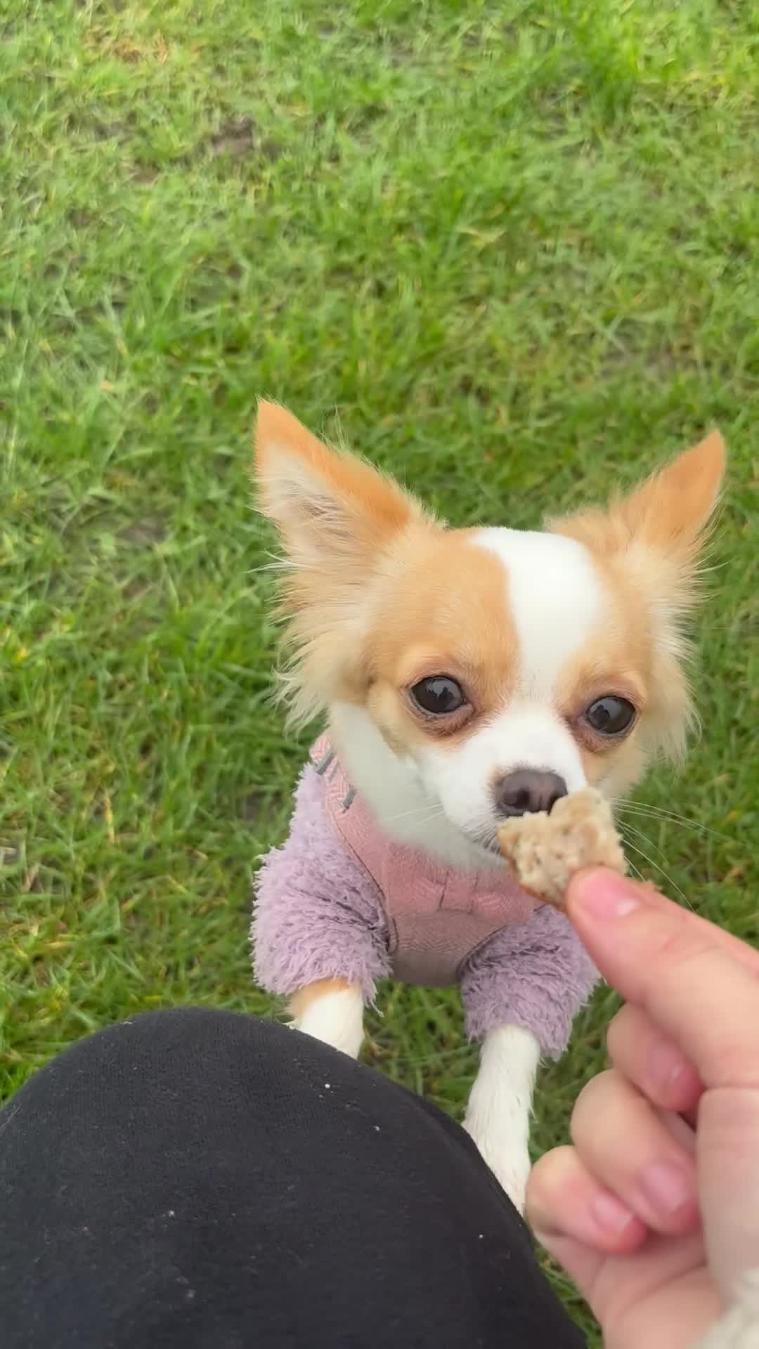 Chihuahua dogs for stud: Mila for stud: Chihuahua X 1/4 Jack Russell in Deal - Video 2