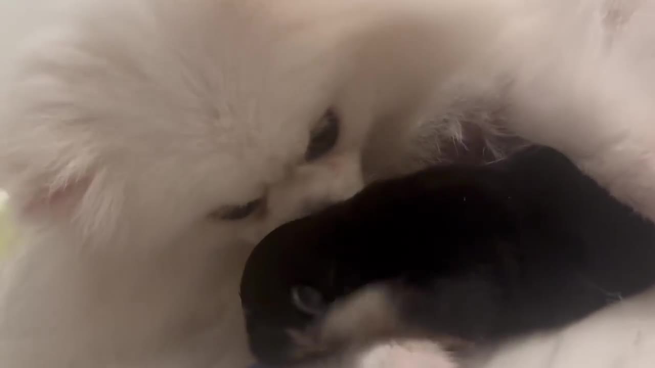 Pomeranian dogs for sale: Pomeranians  - Video 2