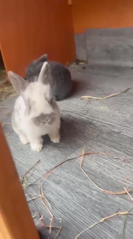 Mixed Breed rabbits for sale: mixed breed baby bunnies  - Video 1