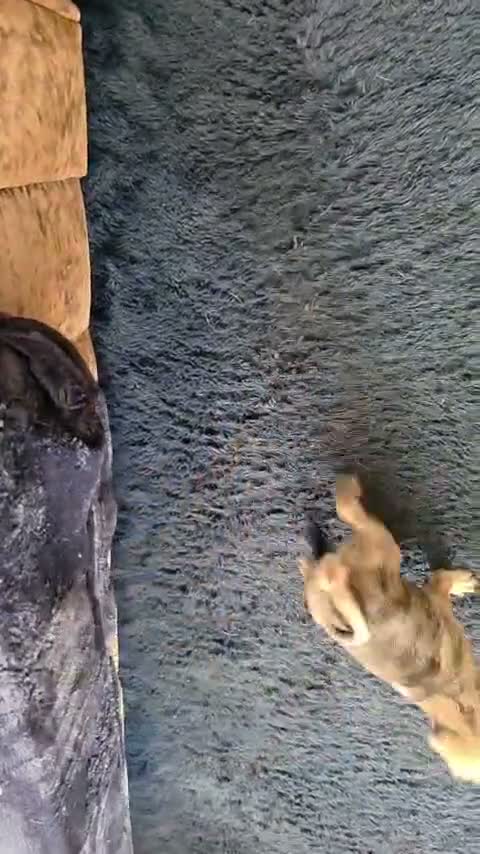 Pug dogs for sale: Bueatiful Merle baby pugs - Video 3