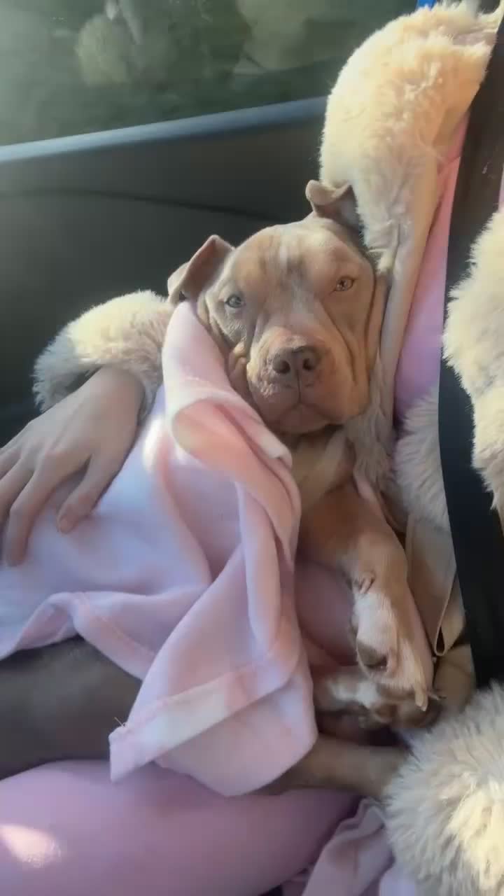 Mixed Breed dogs for sale: Female pocket bully! - Video 2
