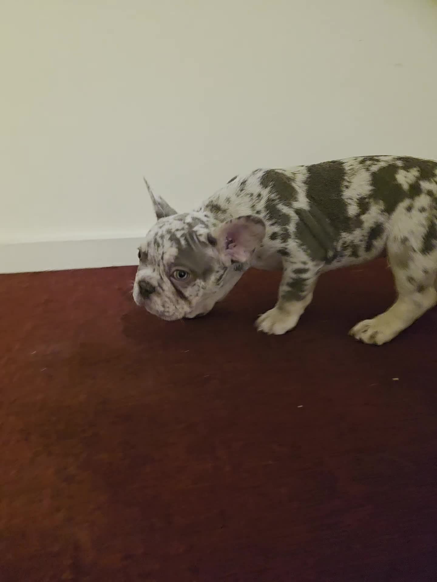 French Bulldog dogs for sale: Lovely white french bulldog puppy  - Video 1