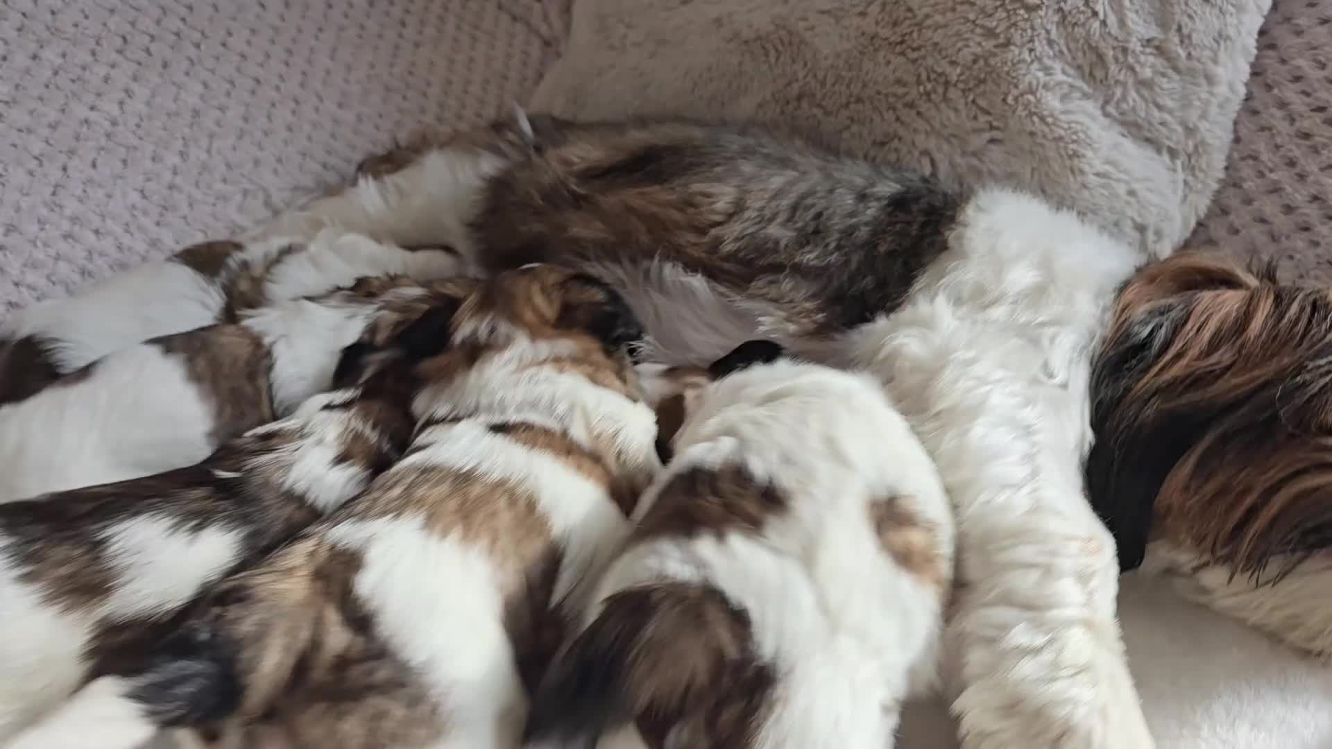Shih Tzu dogs for sale: Beautiful Purebred Shih Tzu Puppies for Sale - Video 1
