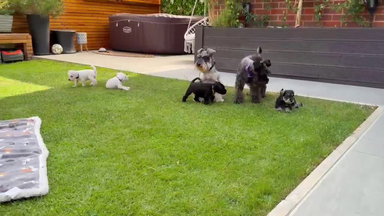 Miniature Schnauzer dogs for sale: Beautiful KC Miniature Schnauzers  - Video 3