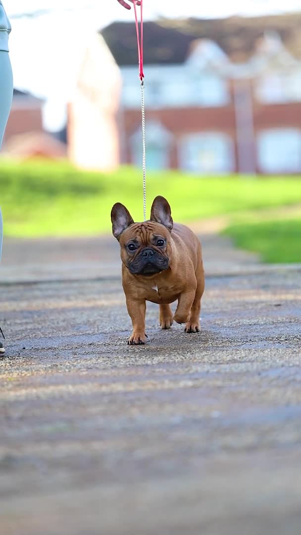 French Bulldog dogs for stud: 💥3x Ch Rocky of Empire OB UK💥FBCE Silver Tested in Doncaster - Video 1