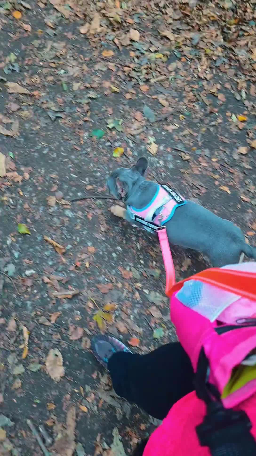 French Bulldog dogs for sale: 5 month old frenchie - Video 1