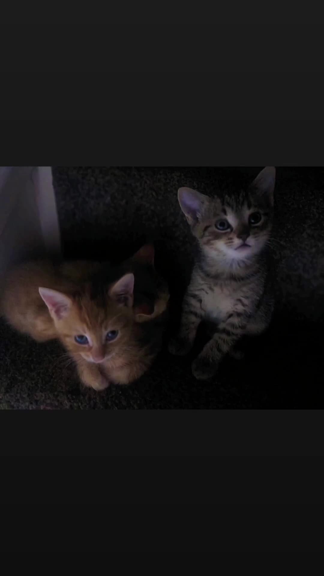 Bengal cats for sale: Bengal X British short-haired  - Video 1