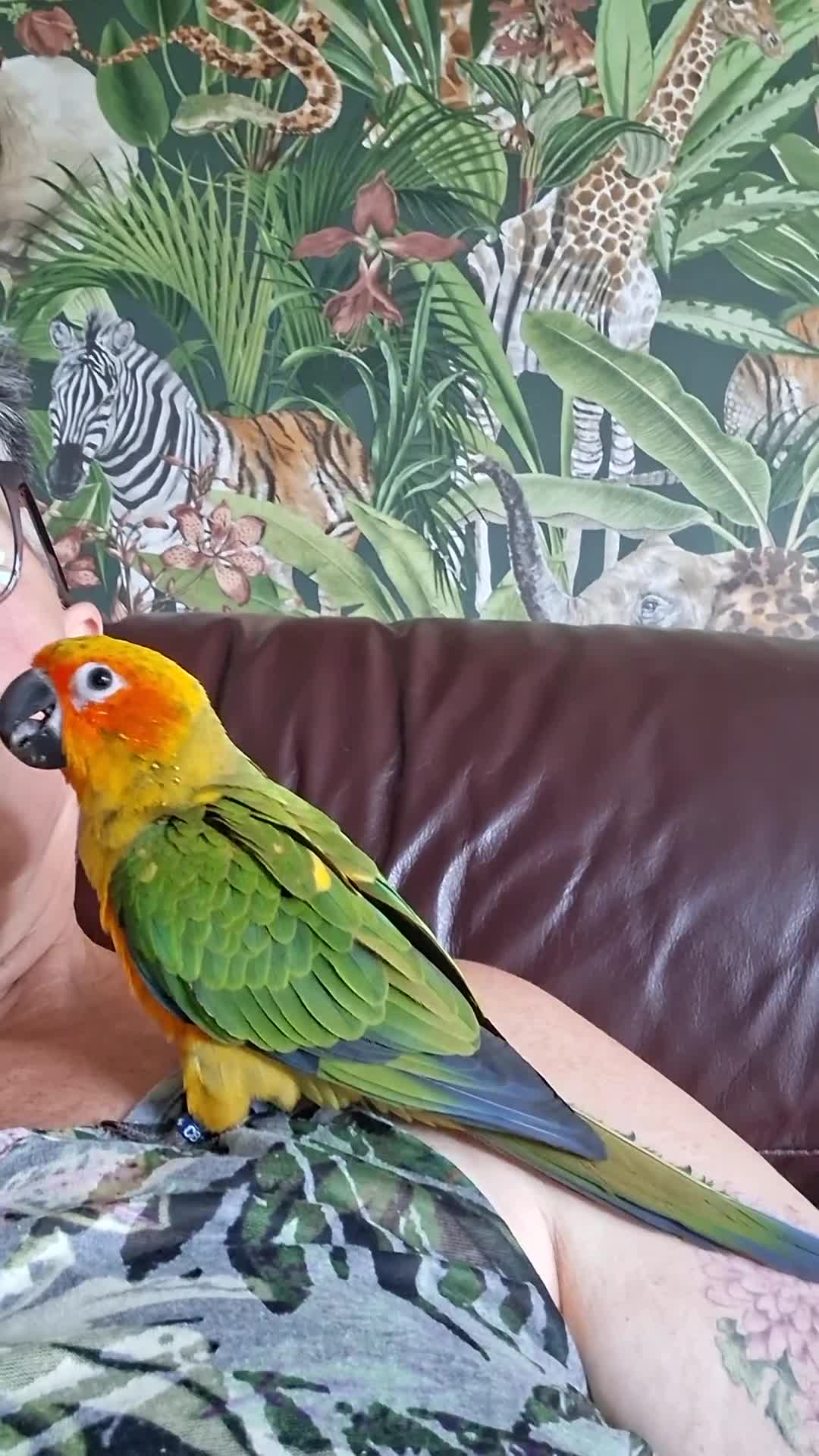 Conures birds for sale: Free flying  baby Sun Conure  - Video 1