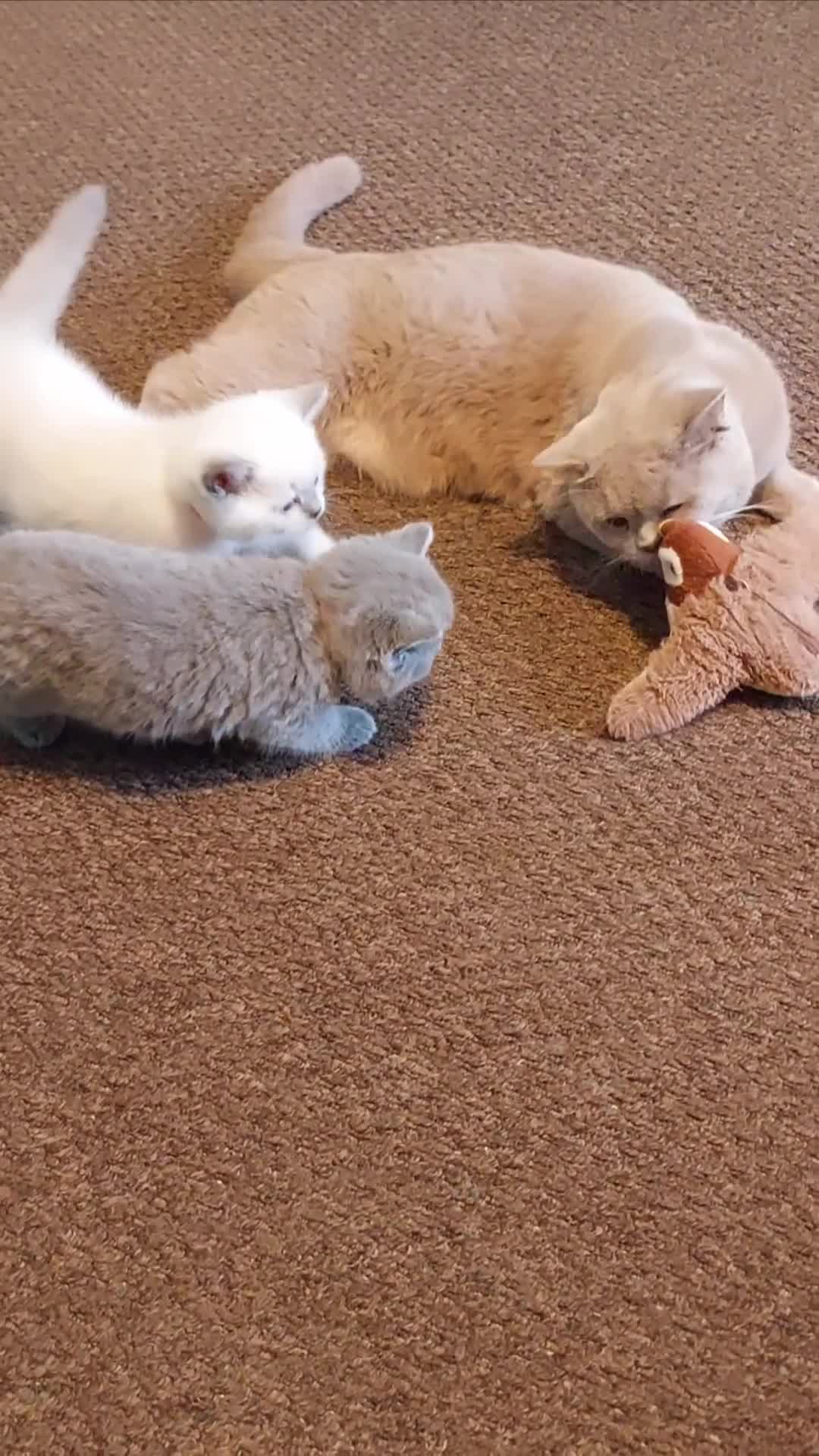 British Shorthair cats for sale: ⭐️ GCCF Registered British Shorthair Kittens ⭐️ - Video 1