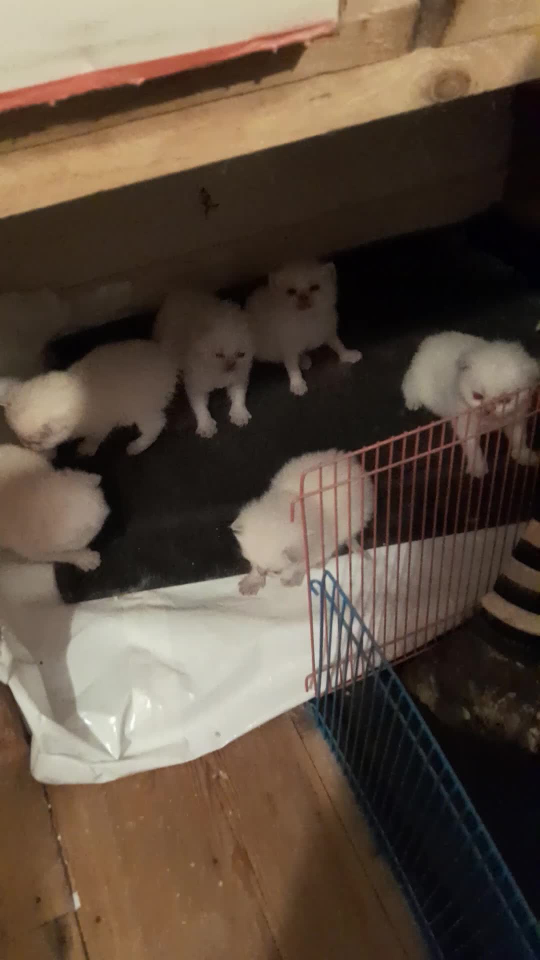 British Shorthair cats for sale: British Shorthair Lilac Colourpoint Kittens - Video 2