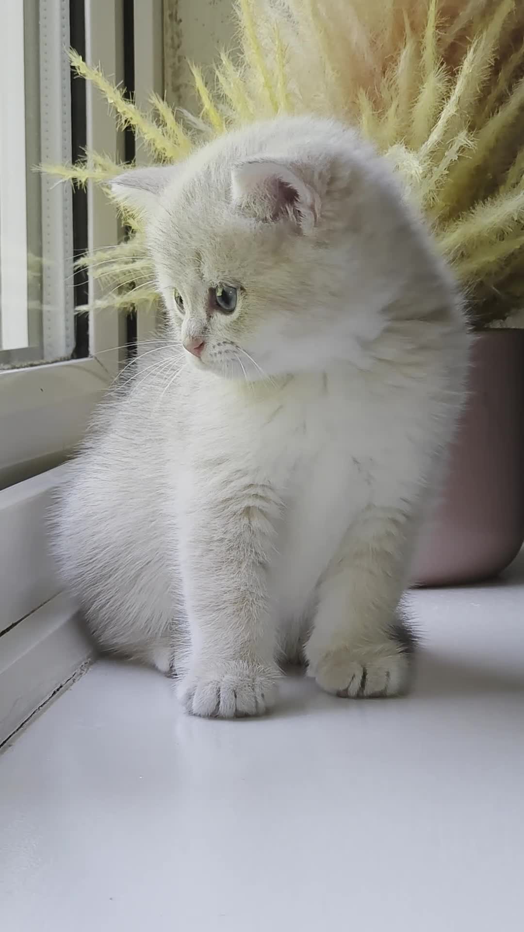 British Shorthair cats for sale: Rare stunning GCCF Golden British Shorthair Kitten - Video 3