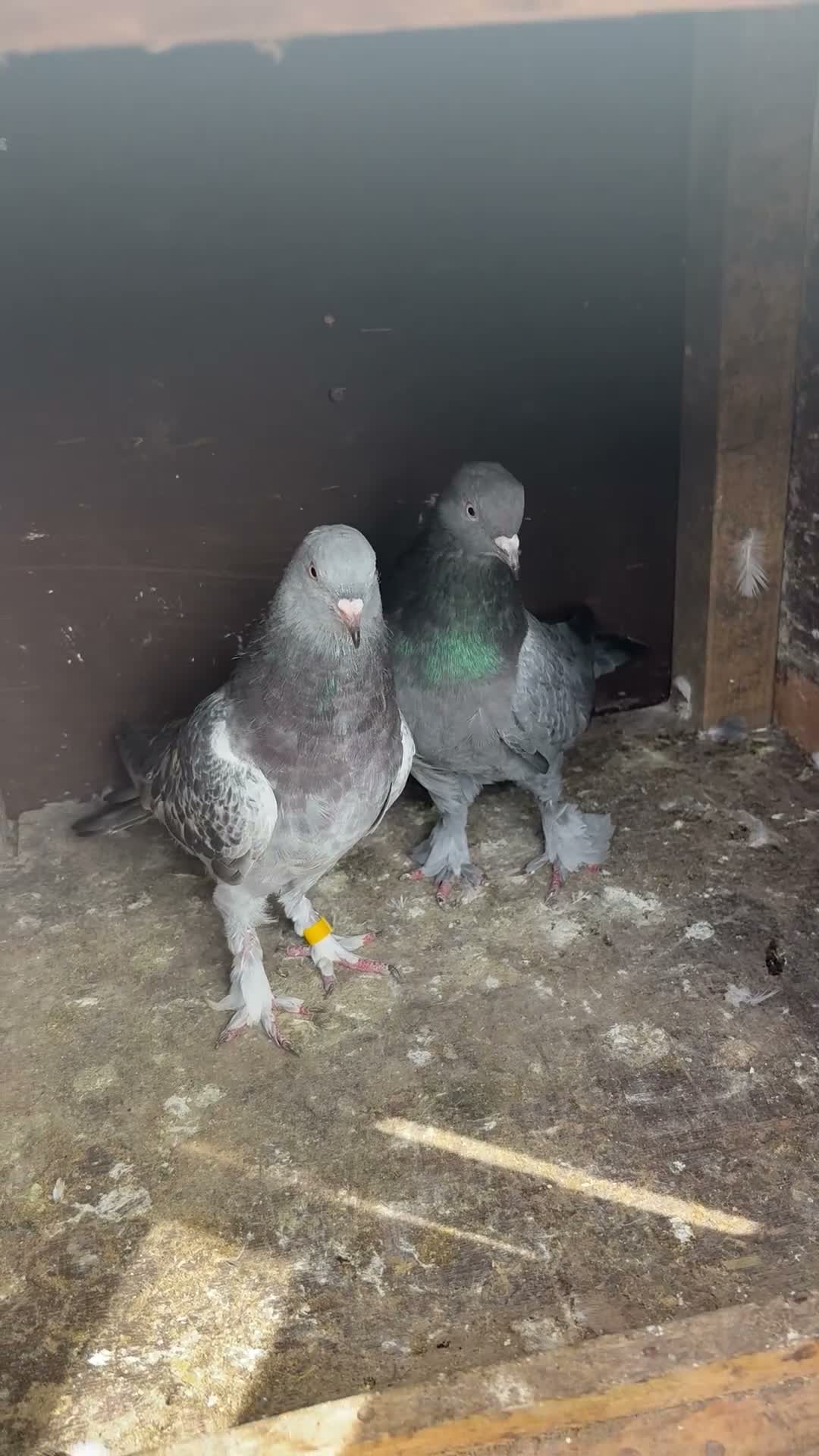 Mixed Breed livestock for sale: Pigeons  - Video 3