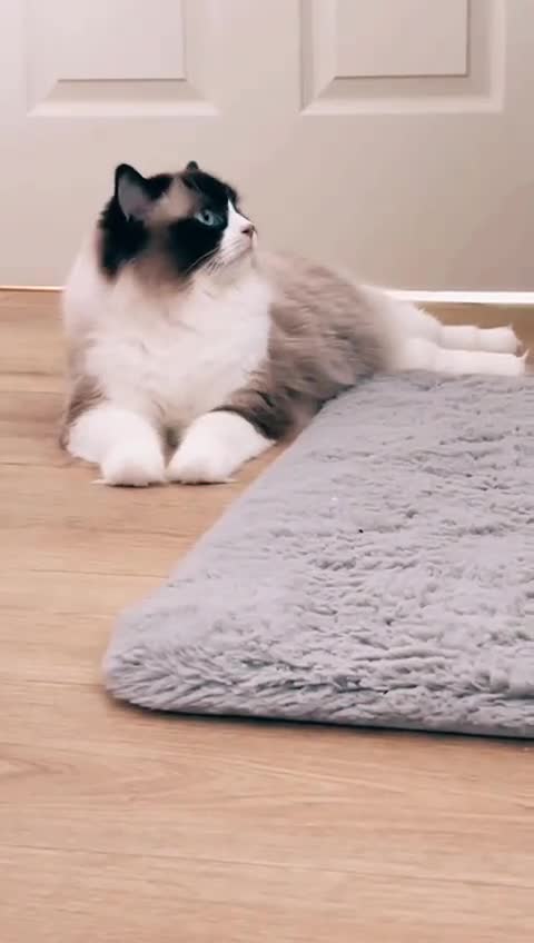 Ragdoll cats for sale: Ragdoll girl !!!  - Video 1