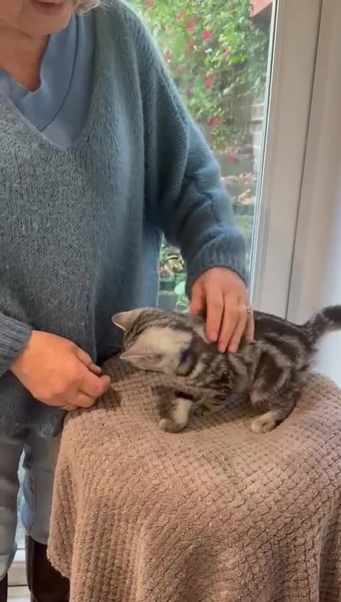 British Shorthair cats for sale: Beautiful registered British Shorthaired Kittens - Video 3