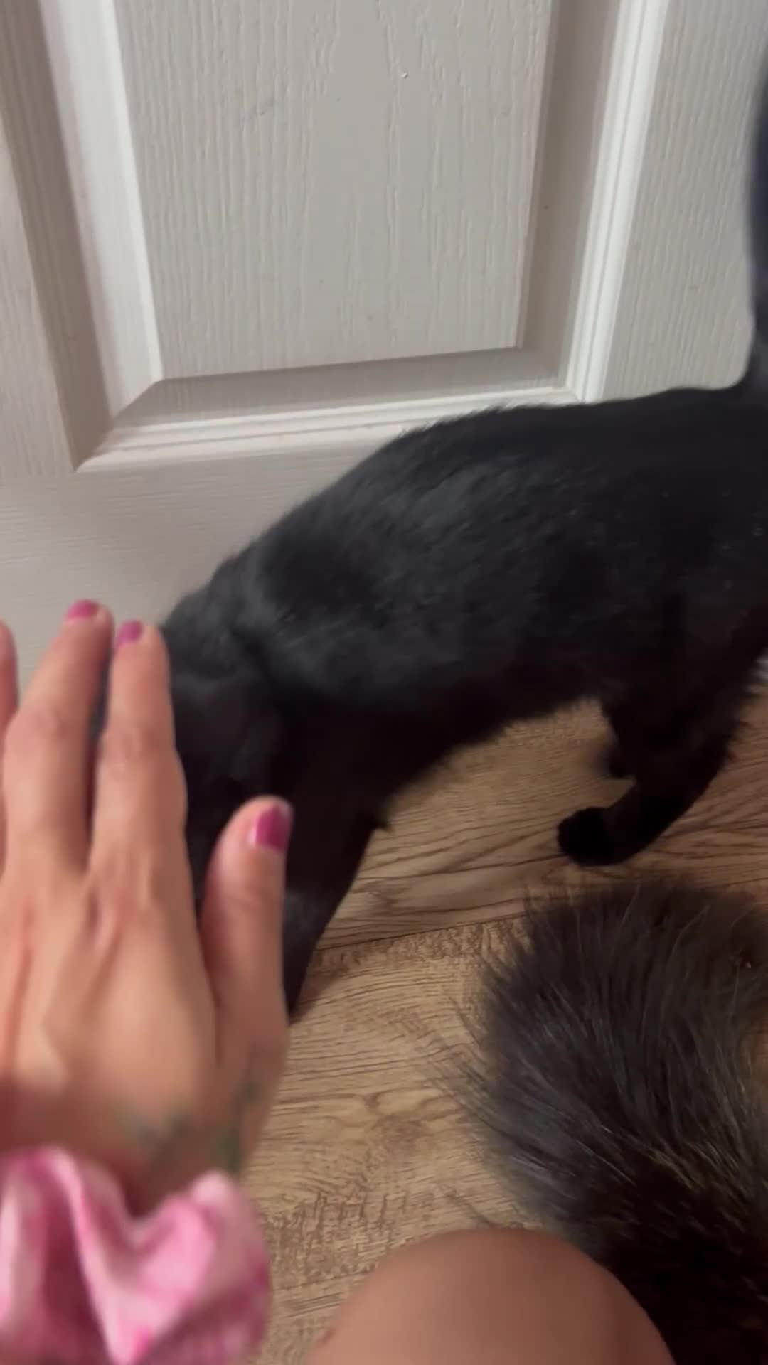 Mixed Breed cats for sale: 2 kittens ready to leave  - Video 3