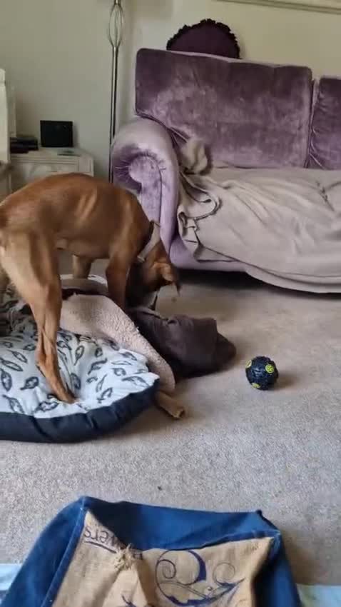 Mixed Breed dogs for adoption: Myrtle - 8 months, female Vizla mix - Video 1