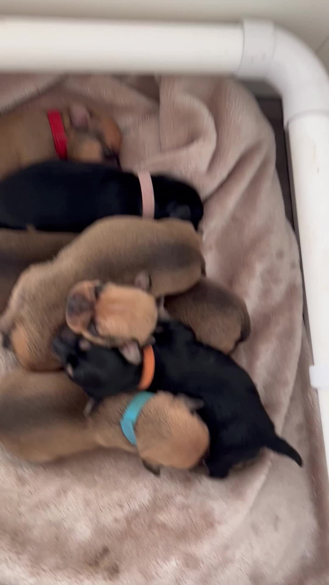 Chiweenie dogs for sale: Chiweenie puppies for sale   - Video 1