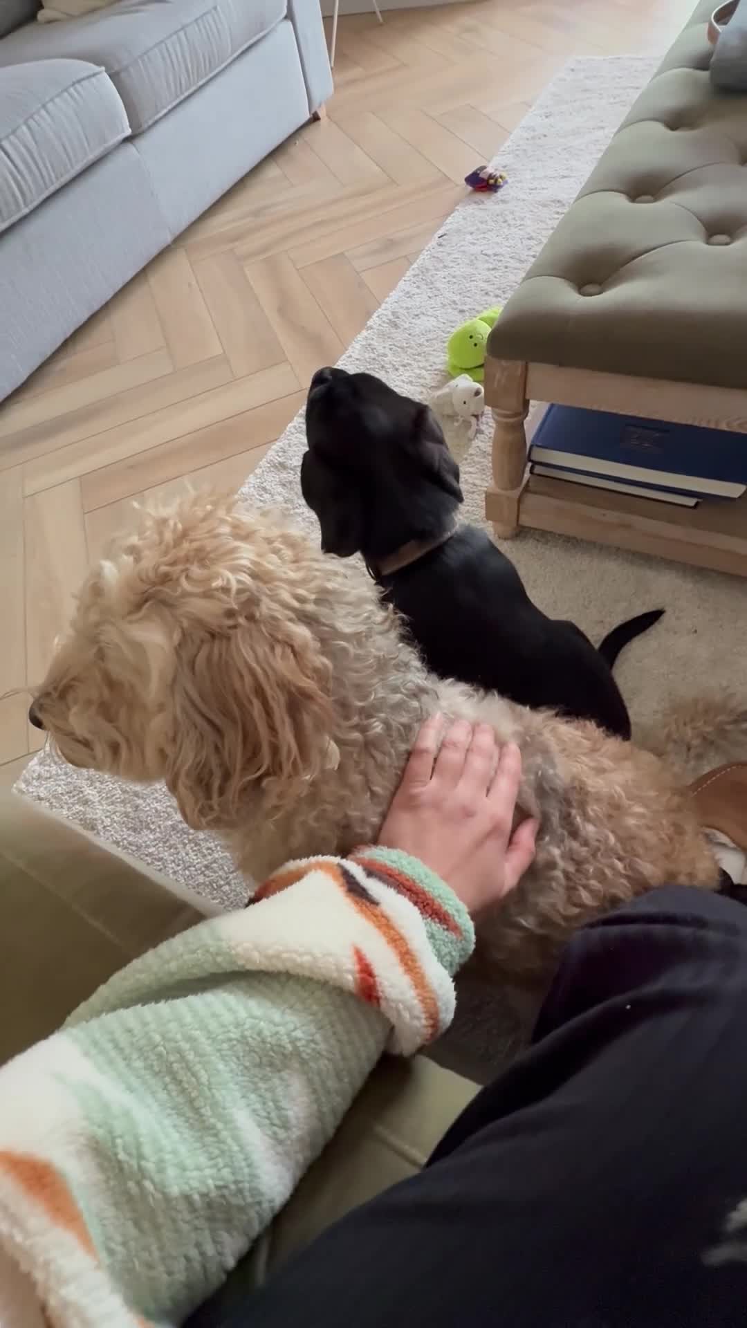 Mixed Breed dogs for sale: Tibetan Terrier Cross Puppies  - Video 2