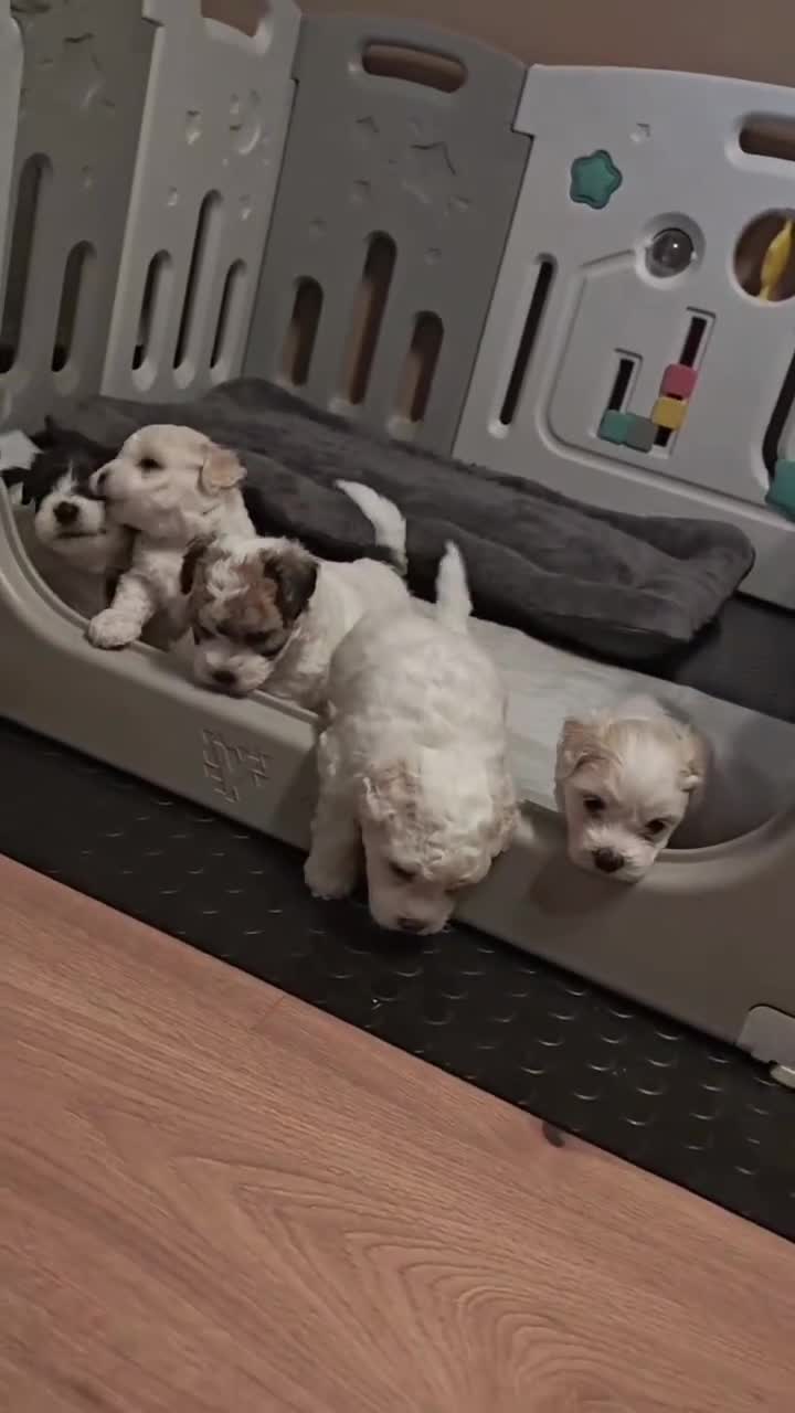 Bichon Frise dogs for sale: Bichon Freeze  - Video 1