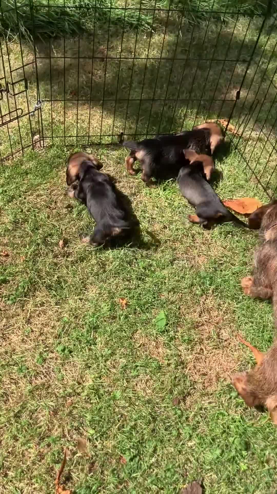 Dachshund dogs for sale: Kennel Club Reg Wirehaired Dachshund Teckel pups - Video 1