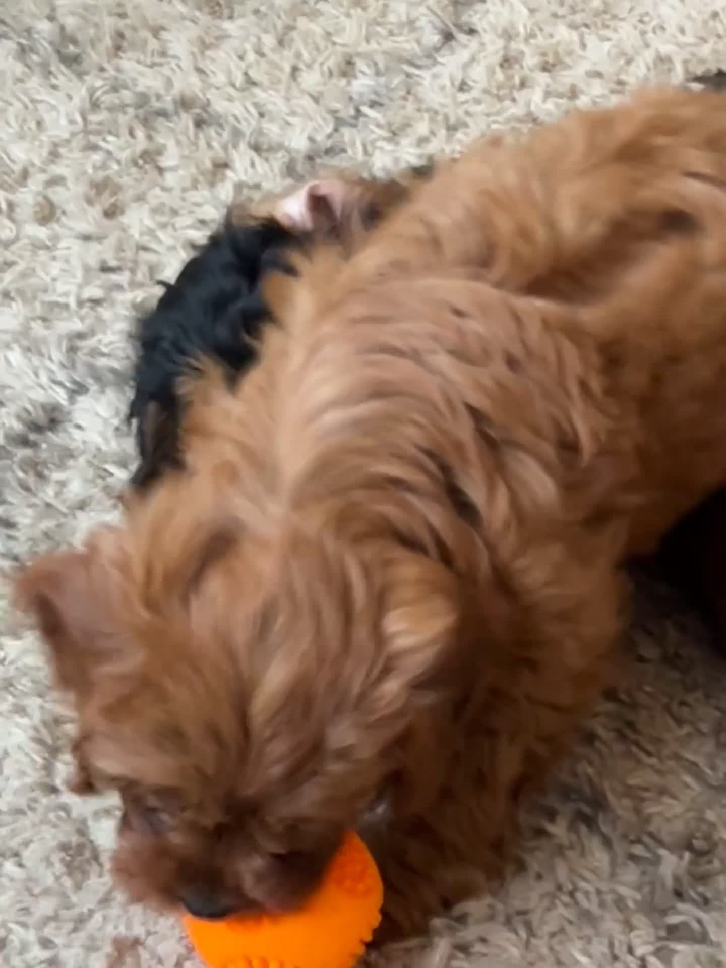 Cavapoo dogs for sale: Beautiful F1 Cavapoos - Video 5