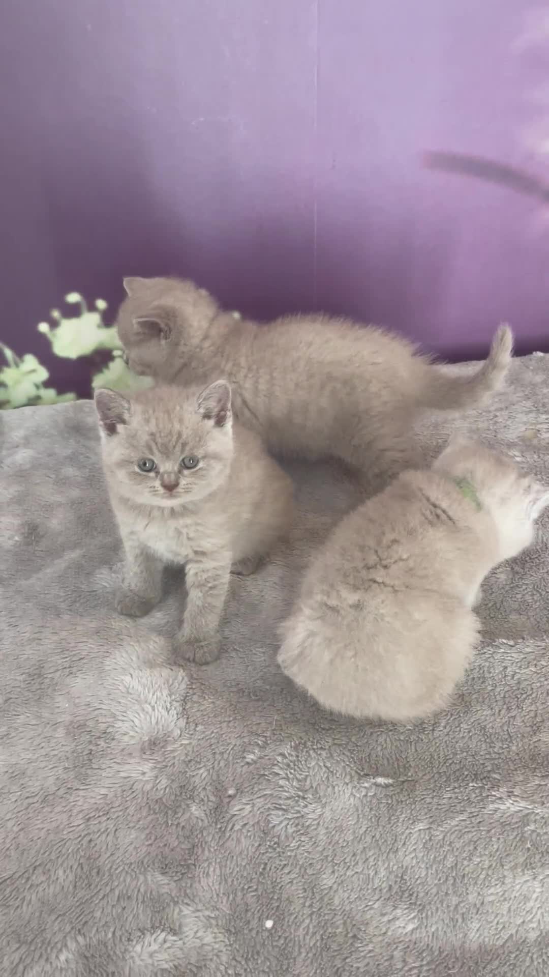British Shorthair cats for sale: Champion Sired GCCF British Shorthair Kittens - Video 3
