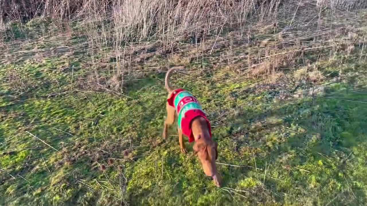 Hungarian Vizsla dogs for sale: Hungarian Vizsla boy in Ipswich - Video 1