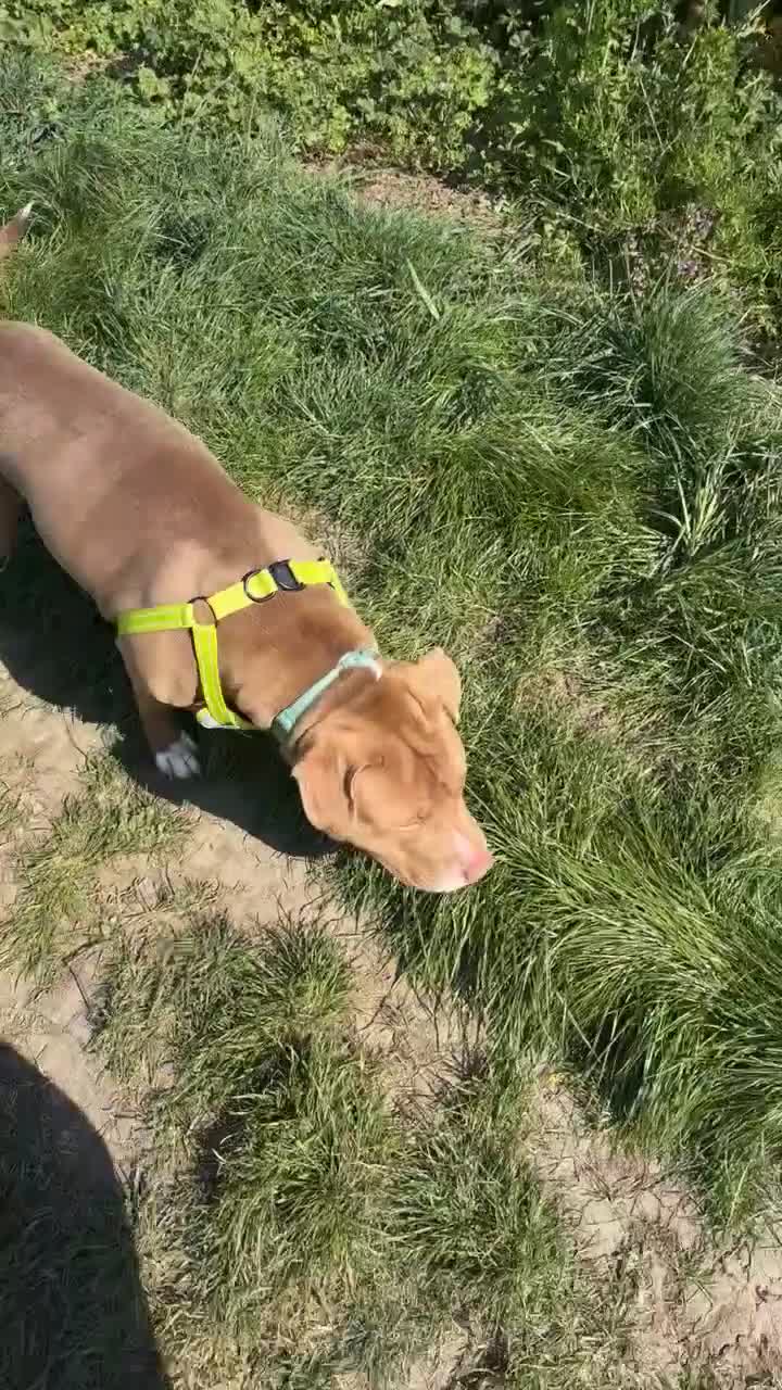 Mixed Breed dogs for sale: Bowen- Staffy x Lab - Video 1