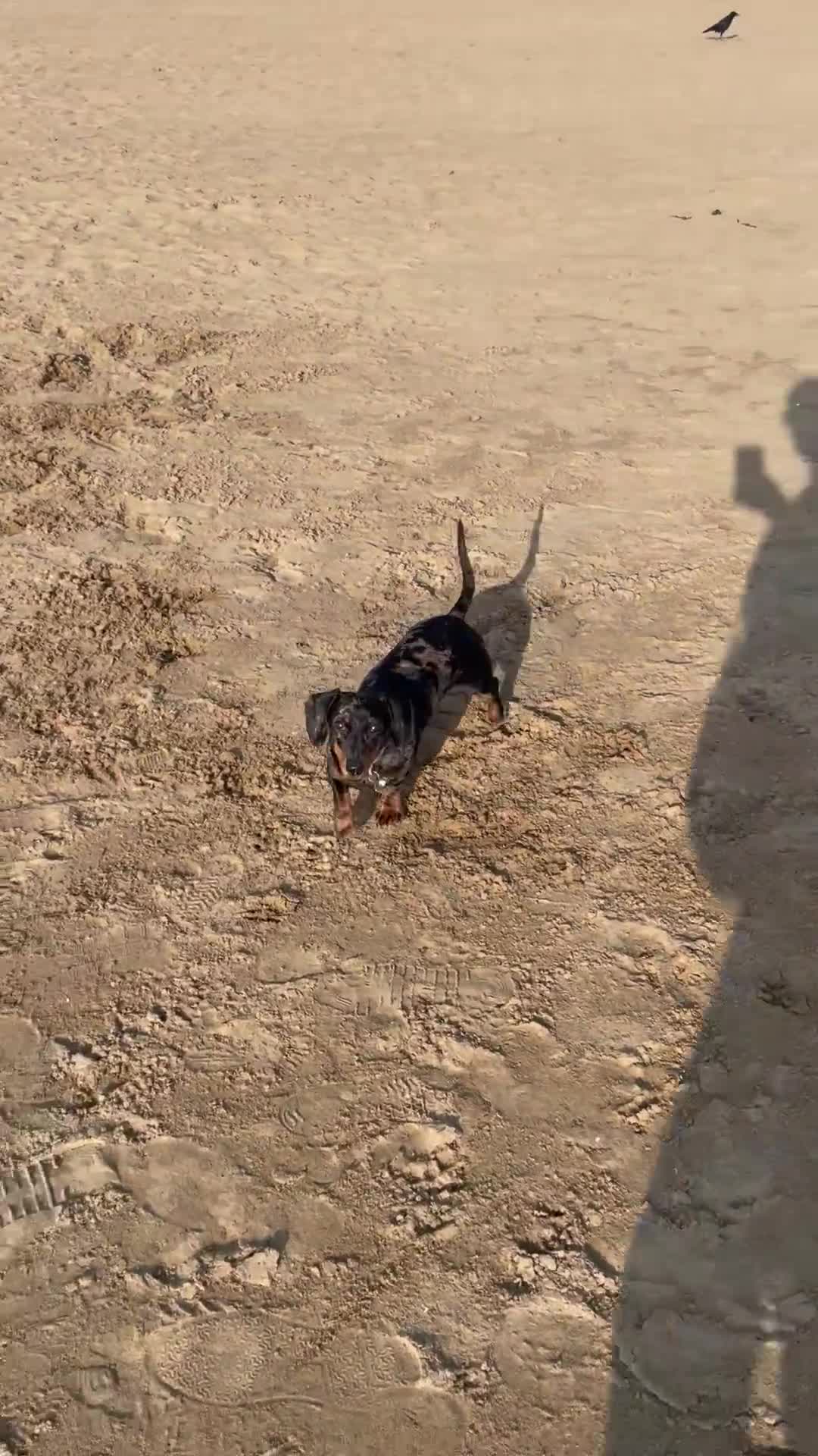Miniature Dachshund dogs for sale: Miniature dachshund FEMALE  - Video 1