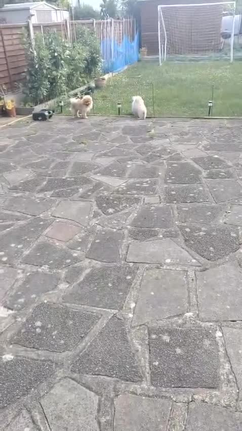 Pomeranian dogs for sale: Pure breed Pomeranian boy and girls  in London - Video 5