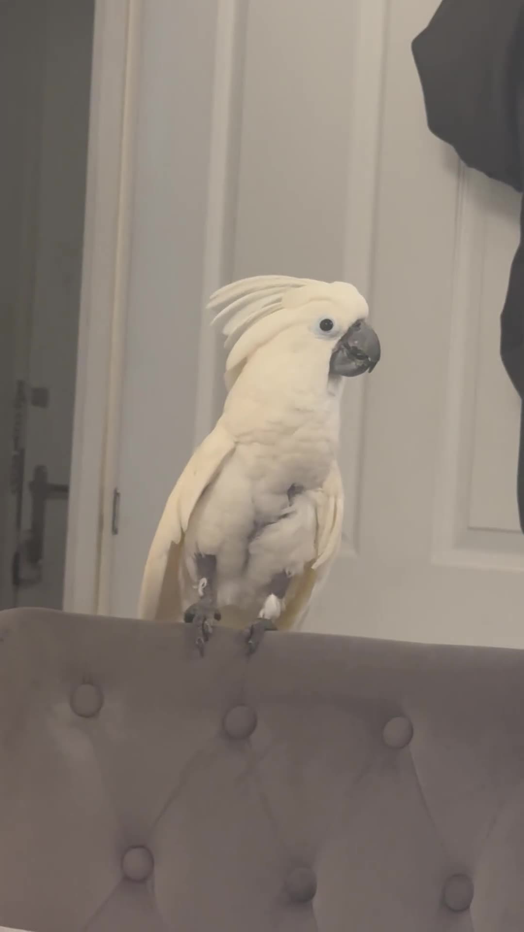 Cockatoo birds for sale: Umbrella cockatoo  - Video 3